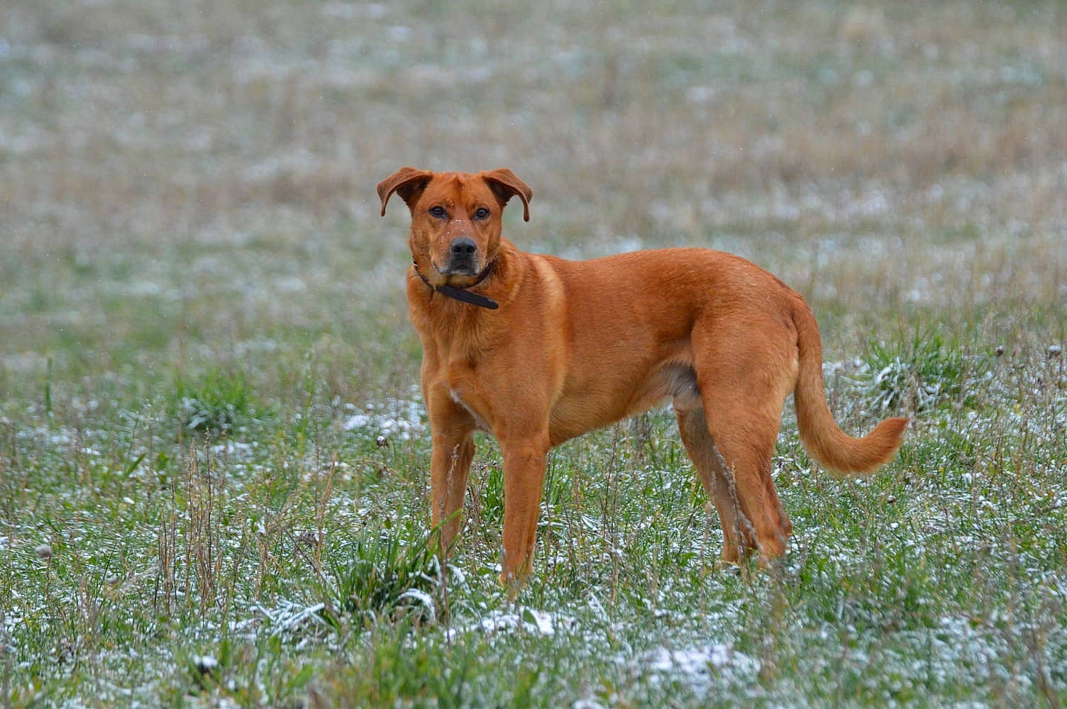 Luthor a rejoint le concours — aidez-le/la à gagner de superbes lots ! canidae, carnivore, collar, companion_dog, dog, dog_breed, dog_sports, dog_supply, fawn, gun_dog, hunting_dog, liver, sporting_group, tail, terrestrial_animal, working_animal, working_dog