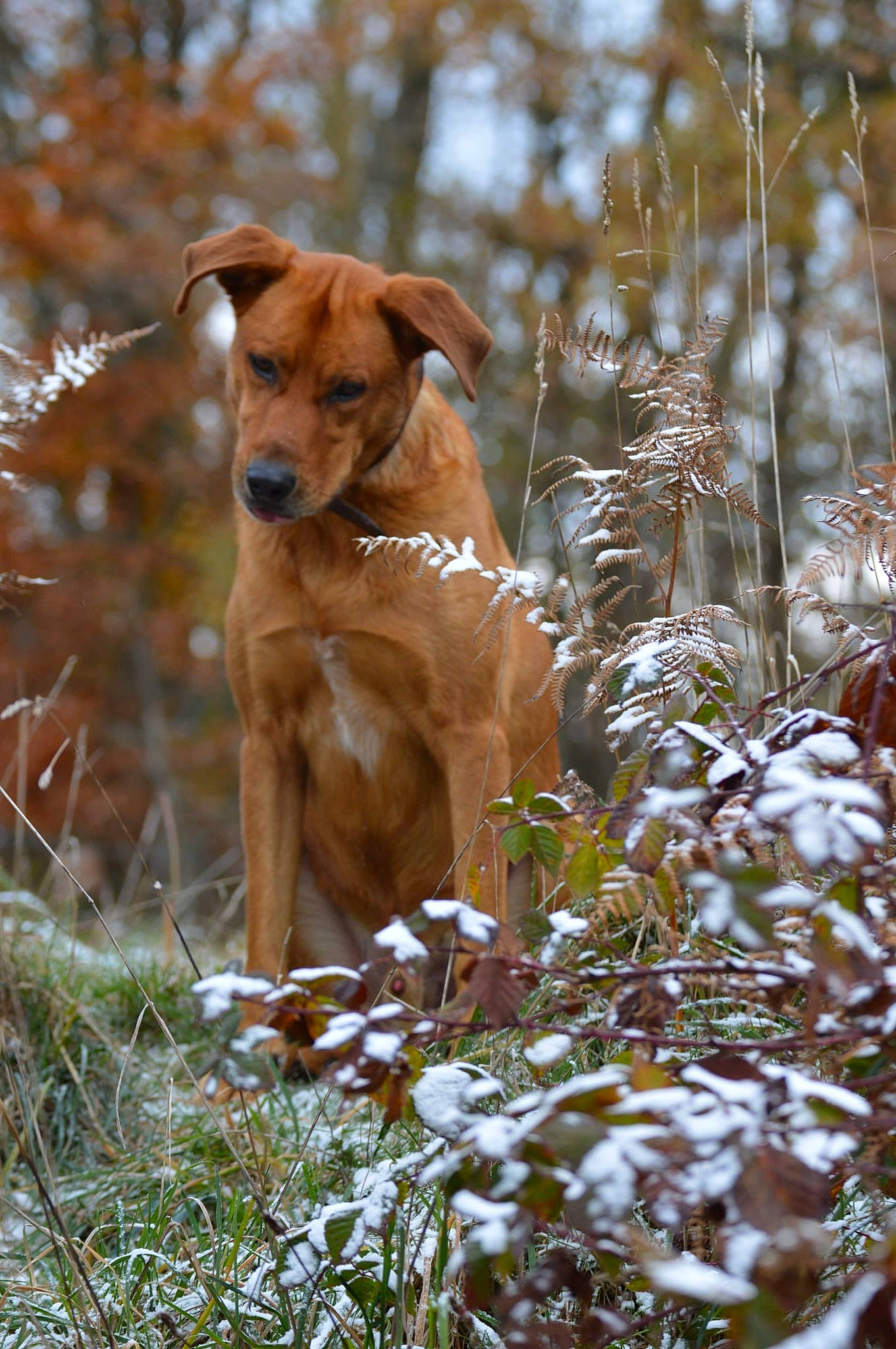 Luthor participe au concours pour gagner de l'argent avec cette photo : canidae, carnivore, collar, companion_dog, dog, dog_breed, fawn, grass, hound, liver, plant, snout, snow, sporting_group, terrestrial_animal, twig, whiskers, wildlife, wood, working_animal