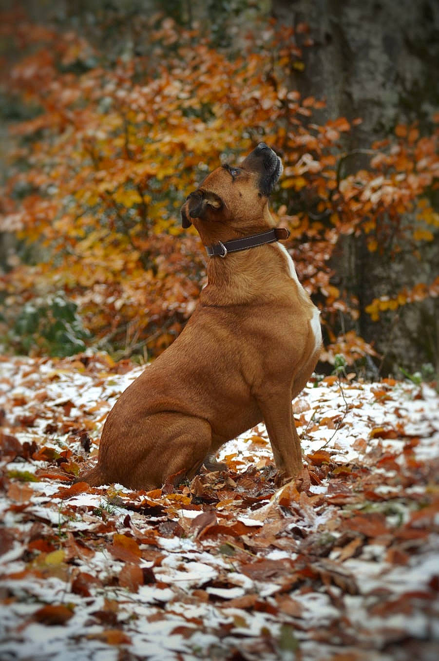 Flash a rejoint le concours — aidez-le/la à gagner de superbes lots ! brown, carnivore, companion_dog, deciduous, dog, dog_breed, fawn, forest, grass, liver, plant, snout, soil, sporting_group, tail, terrestrial_animal, tree, trunk, wood, working_animal