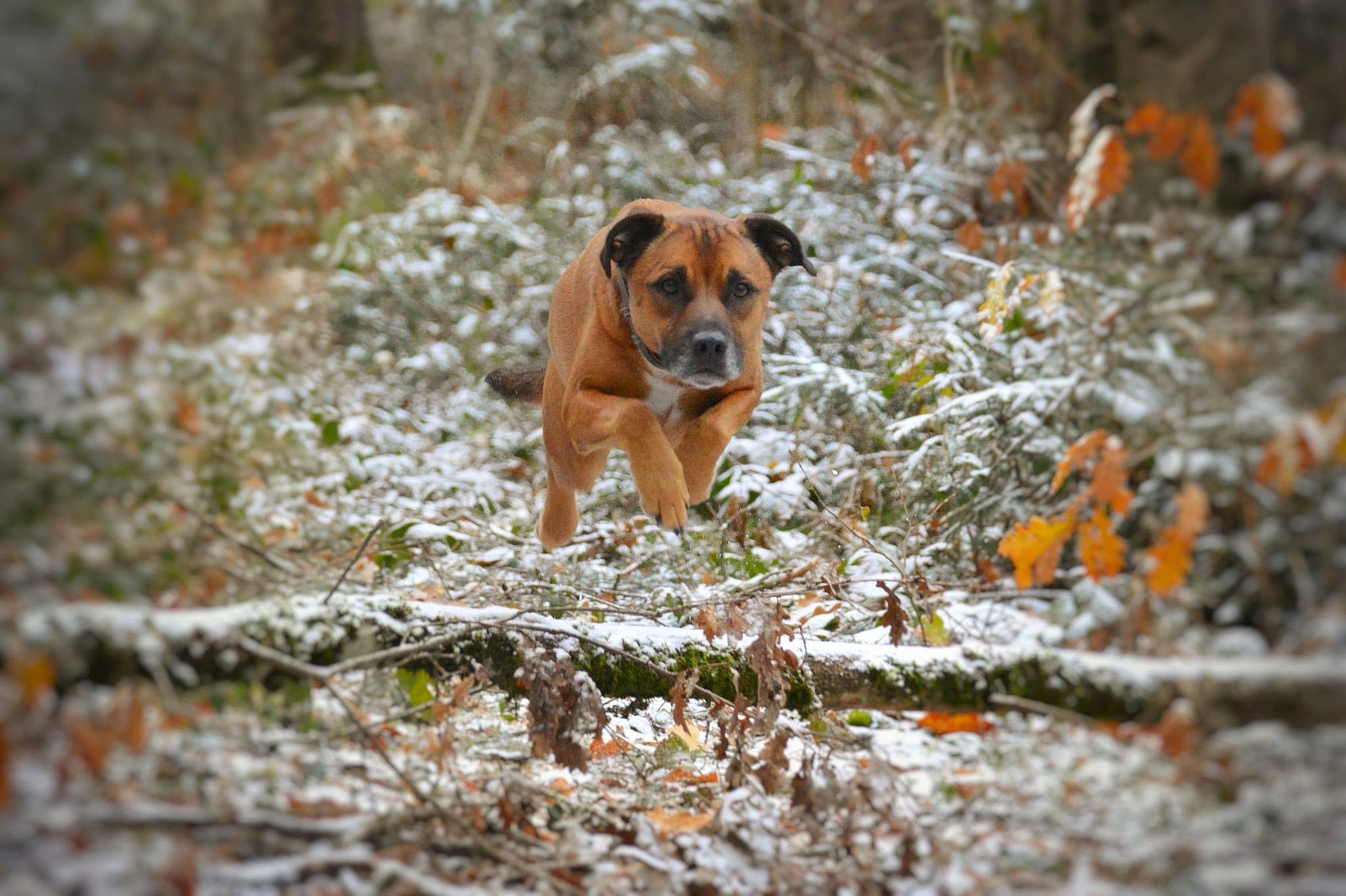 Flash participe au concours pour gagner de l'argent avec cette photo : autumn, canidae, carnivore, companion_dog, deciduous, dog, dog_breed, fawn, freezing, grass, hunting_dog, plant, snout, soil, sporting_group, street_dog, tail, wildlife, winter, wood
