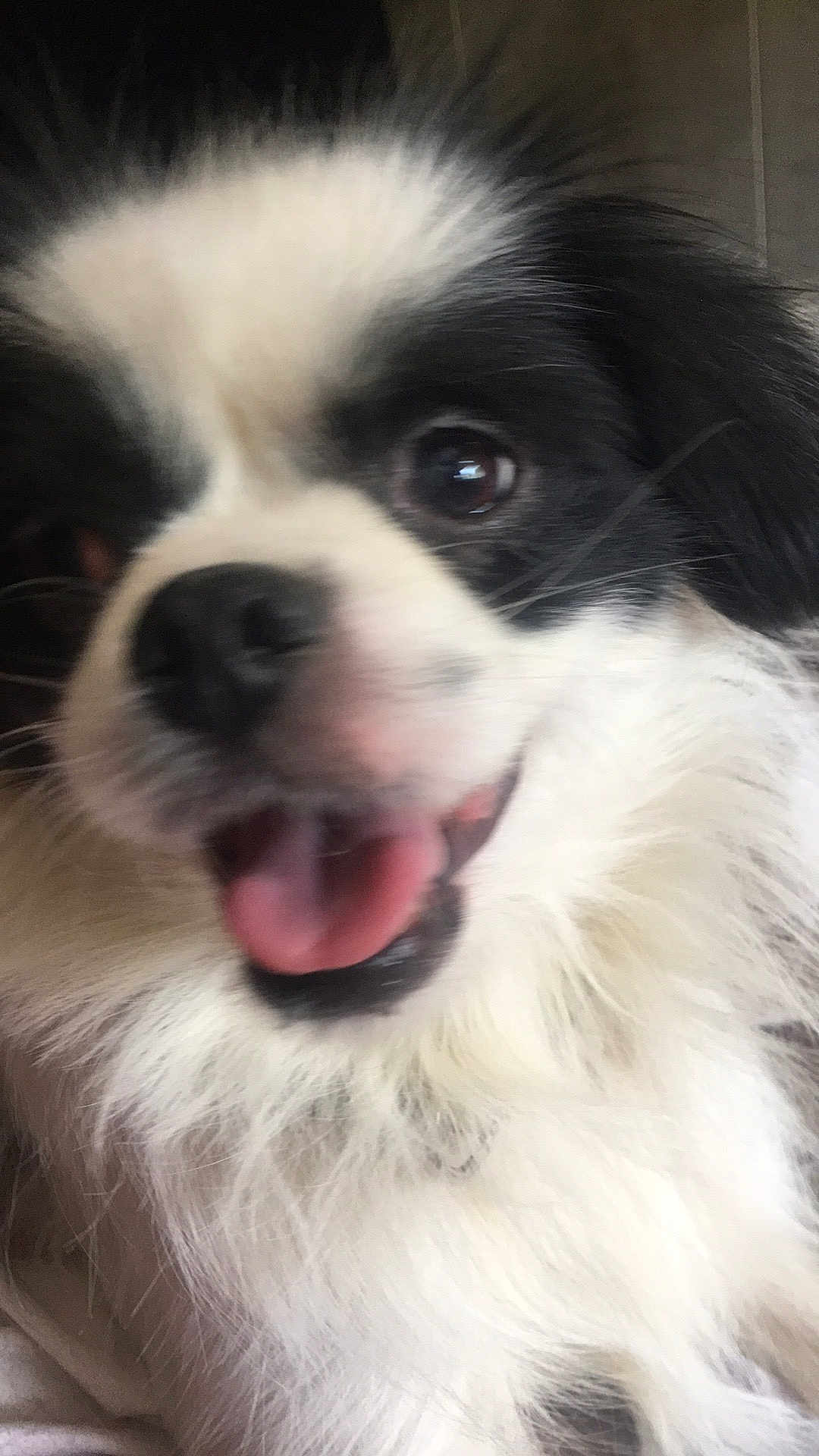 Merlin