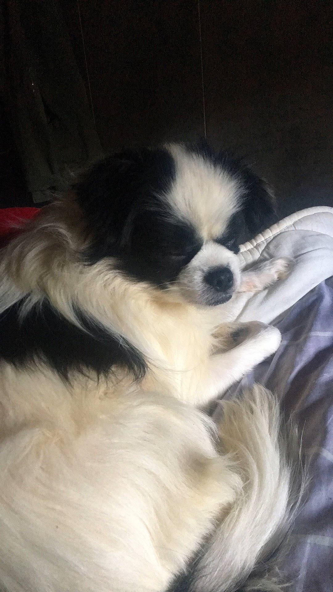 Merlin a rejoint le concours — aidez-le/la à gagner de superbes lots ! canidae, carnivore, companion_dog, dog, dog_breed, fur, japanese_chin, king_charles_spaniel, pekingese, snout, spaniel, sporting_group, toy_dog, whiskers, working_dog