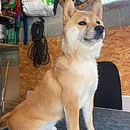 Yoshi participe au concours pour gagner de l'argent avec cette photo : dog, shiba_inu, pet, animal, sitting, table, indoor, clock, tools, wall, fur, ears, alert, nose, paw, workshop, garage, cord, bag, wooden