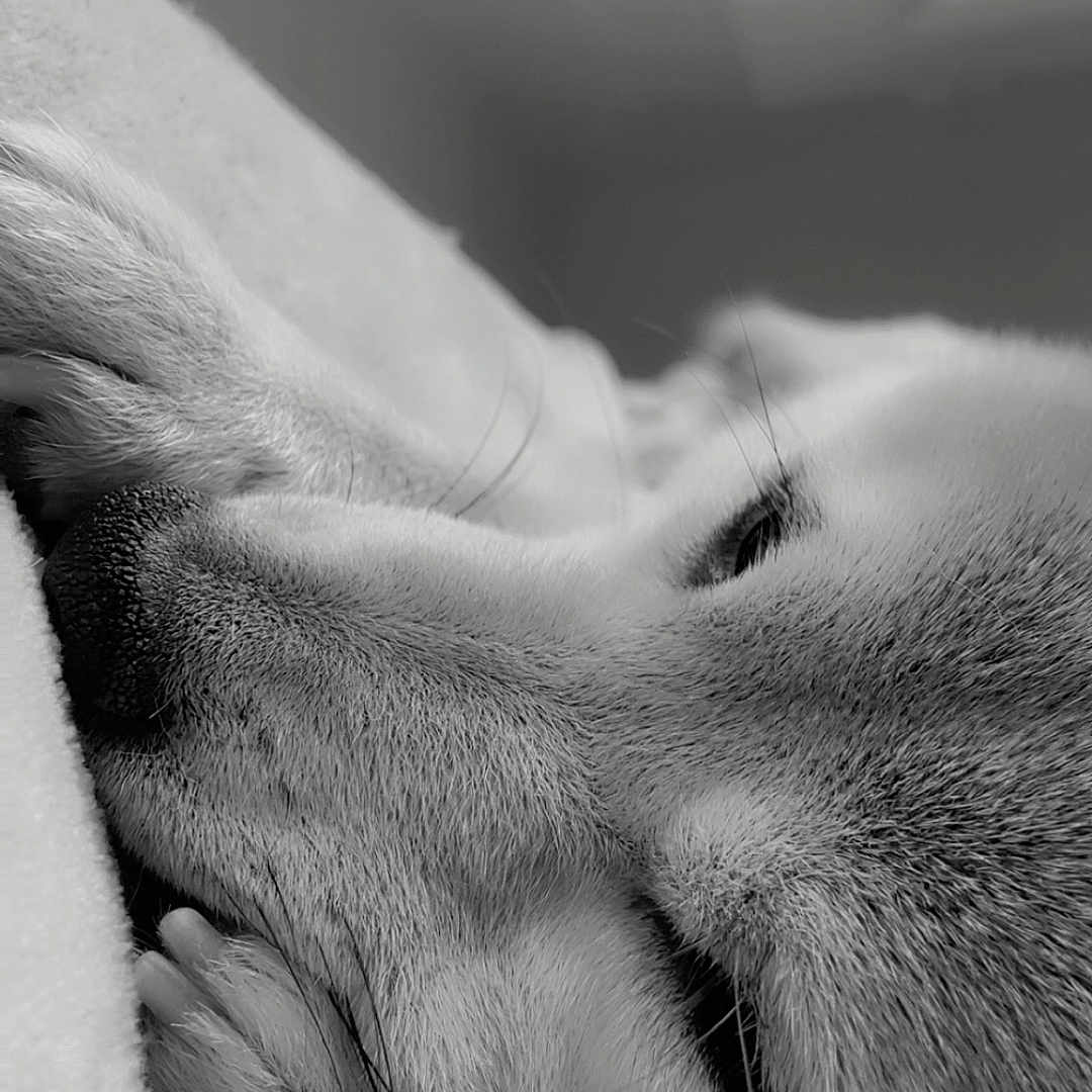 Yoshi participe au concours pour gagner de l'argent avec cette photo : dog, close_up, black_and_white, resting, paw, nose, fur, sleepy, cozy, soft_surface, animal, pet, portrait, whiskers, calm, indoor, cute, relaxed, muzzle, sleep