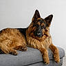 Rubens participe au concours pour gagner de l'argent avec cette photo : dog, german_shepherd, pet, canine, long_hair, fluffy, brown_and_black, lying_down, lounging, sofa, couch, indoor, portrait, studio, fur, paws, ears, alert, relaxed, home_decor