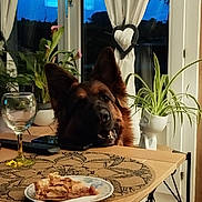 Rubens a rejoint le concours — aidez-le/la à gagner de superbes lots ! dog, german_shepherd, table, pizza, plate, glass, plants, curtains, window, remote_control, phone, indoor, evening, heart_decor, wooden_table, green_plants, home, pet, food, cozy