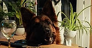Rubens a rejoint le concours — aidez-le/la à gagner de superbes lots ! cozy, curtains, dog, evening, food, german_shepherd, glass, green_plants, heart_decor, home, indoor, pet, phone, pizza, plants, plate, remote_control, table, window, wooden_table