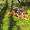 Rubens a rejoint le concours — aidez-le/la à gagner de superbes lots ! dog, german_shepherd, longhaired, large_dog, brown_coat, black_saddle, forest, woodland, outdoors, nature, wildflowers, yellow_flowers, greenery, plants, sunlight, lying_down, harness, leash, tongue_out, animal_portrait