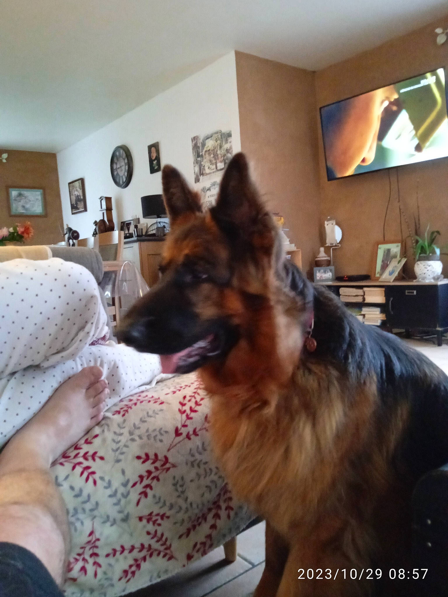 Rubens participe au concours pour gagner de l'argent avec cette photo : carnivore, comfort, companion_dog, dog, dog_breed, dog_supply, east_european_shepherd, flooring, flowerpot, fur, german_shepherd_dog, herding_dog, home, houseplant, king_shepherd, old_german_shepherd_dog, picture_frame, plant, room, snout