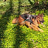 dog, german_shepherd, canine, long_hair, brown_fur, black_fur, lying_down, tongue_out, harness, leash, forest, woodland, wildflowers, yellow_flowers, greenery, nature, outdoors, sunlight, animal_portrait, dog_walk