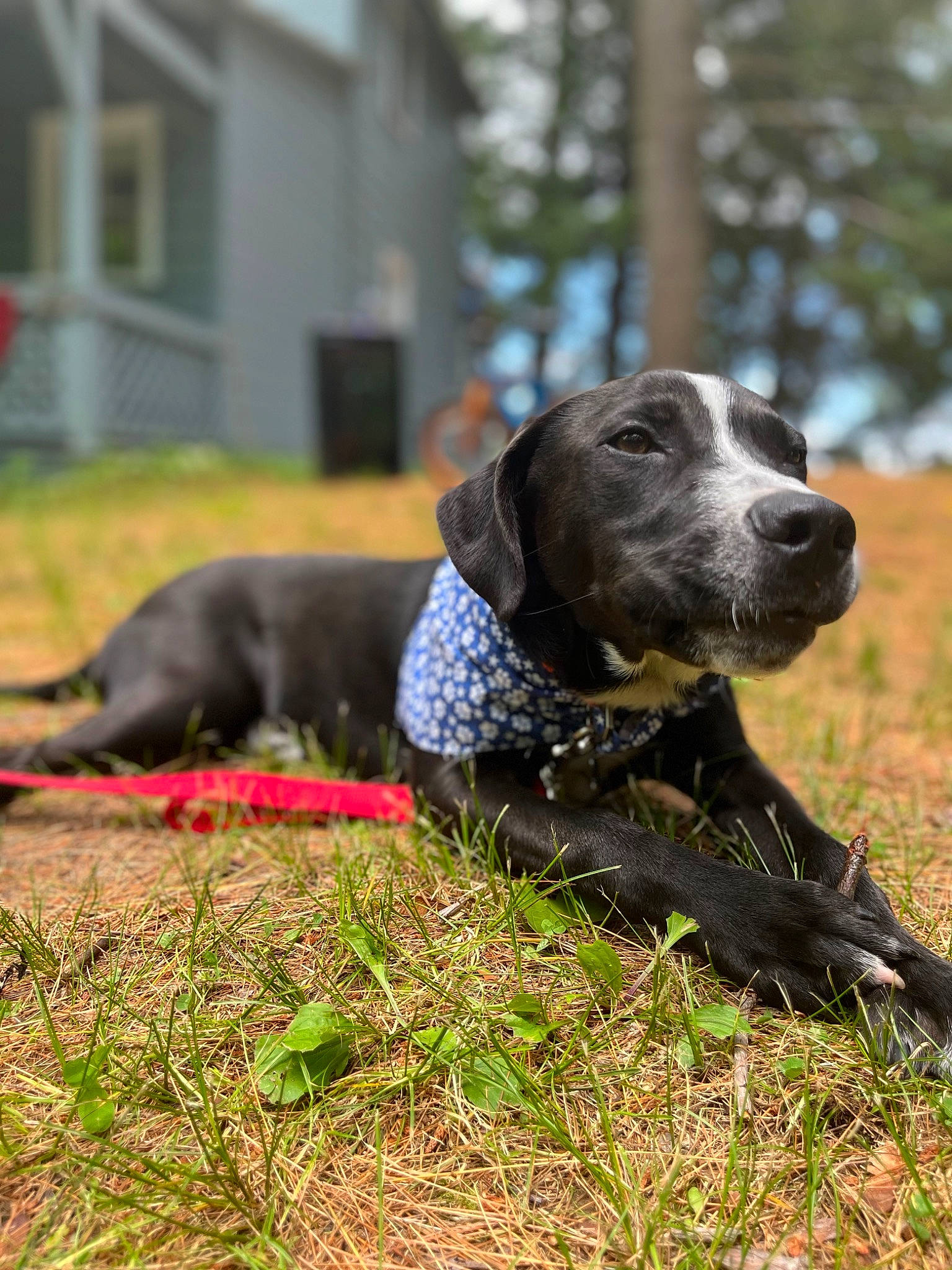 Milo joined the competition — help win amazing prizes! carnivore, collar, companion_dog, dog, dog_breed, dog_collar, german_shorthaired_pointer, grass, guard_dog, gun_dog, liver, personal_protective_equipment, plant, pointing_breed, retriever, sporting_group, tree, whiskers, window, working_animal
