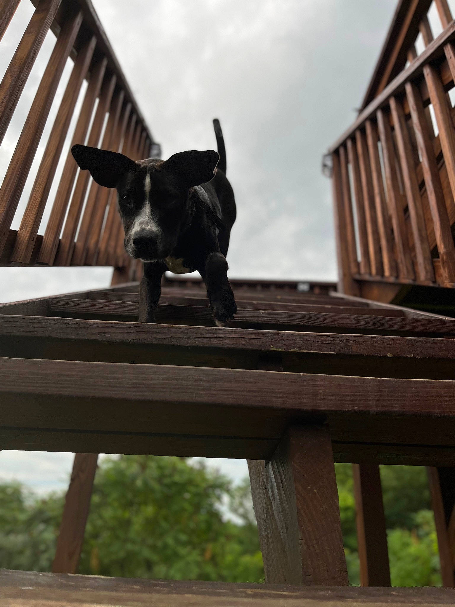 Milo joined the competition — help win amazing prizes! art, building, canidae, carnivore, cloud, companion_dog, dog, dog_breed, fawn, house, metal, roof, sculpture, sky, snout, sporting_group, tail, wildlife, wood, working_animal