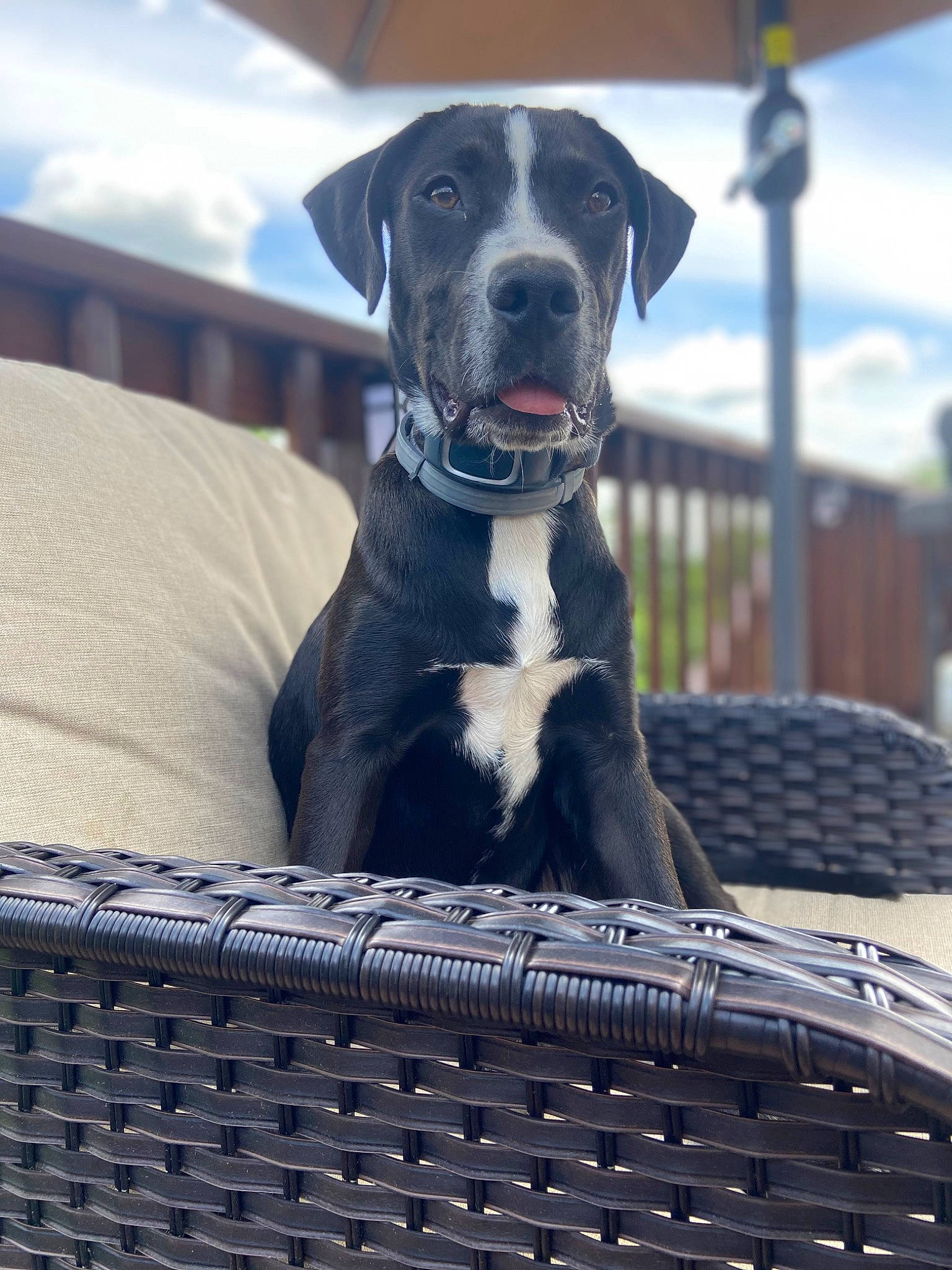 Milo is registered to the contest to win money with this photo: bumper, carnivore, cloud, collar, companion_dog, dog, dog_breed, dog_collar, dog_supply, grey, grille, gun_dog, pet_supply, sitting, sky, snout, sporting_group, whiskers, working_animal, working_dog