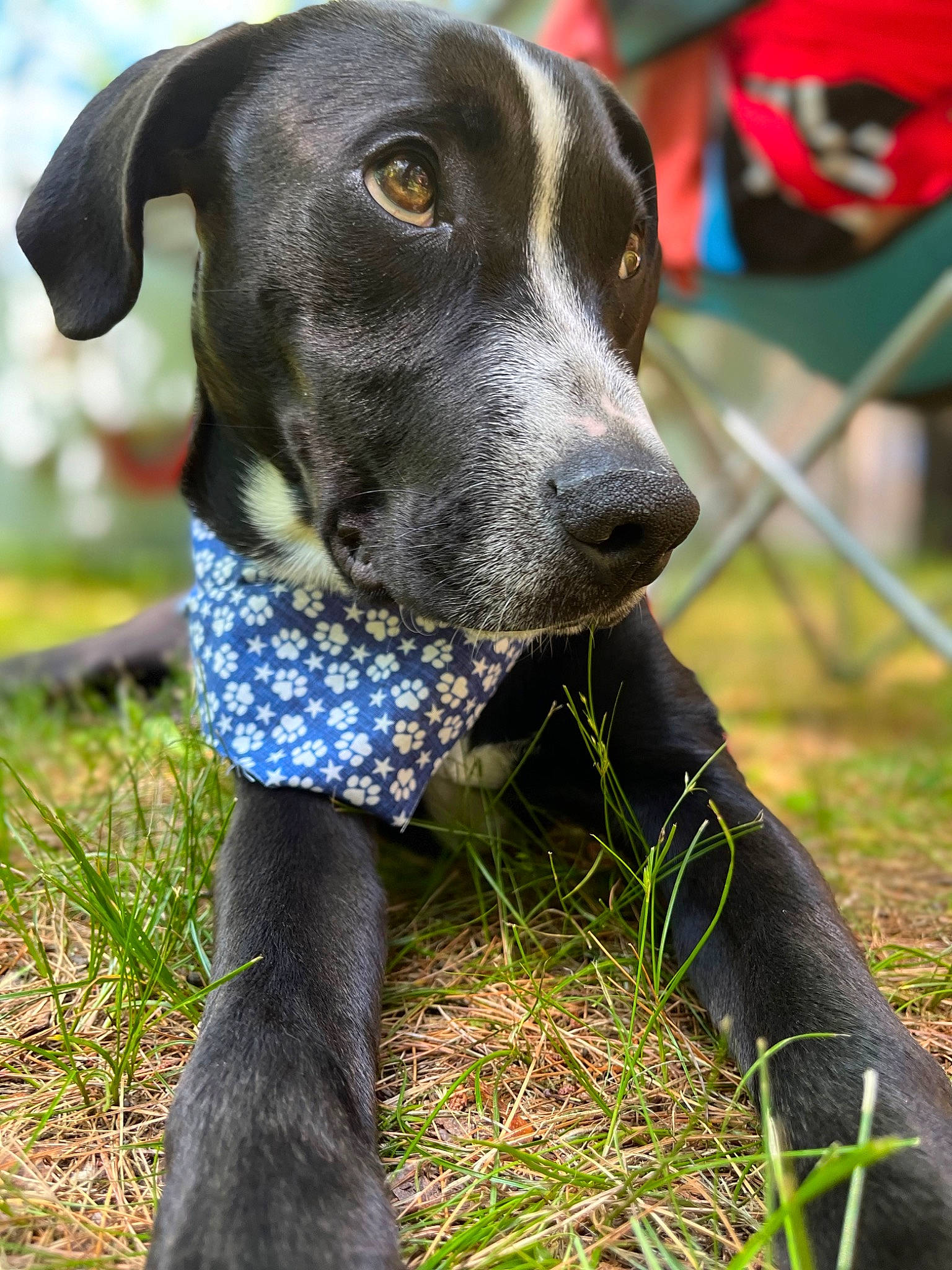 Milo joined the competition — help win amazing prizes! canidae, carnivore, collar, companion_dog, dog, dog_breed, dog_collar, dog_supply, electric_blue, eye, fawn, fur, grass, pet_supply, plant, snout, sporting_group, terrestrial_animal, whiskers, working_animal