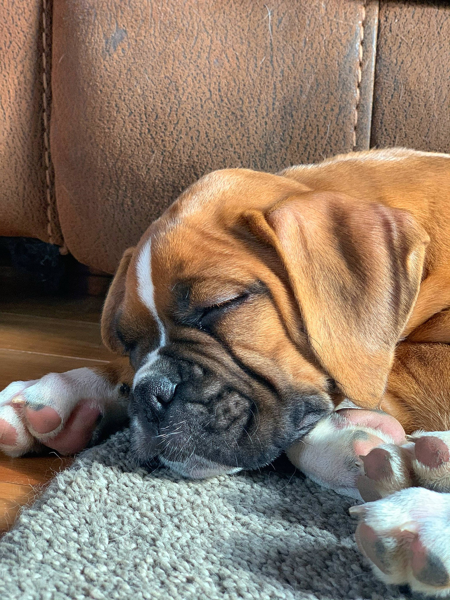 Bob joined the competition — help win amazing prizes! bored, boxer, bulldog, canidae, carnivore, comfort, companion_dog, dog, dog_breed, fawn, flooring, hardwood, molosser, nap, snout, sporting_group, terrestrial_animal, whiskers, wood, wrinkle