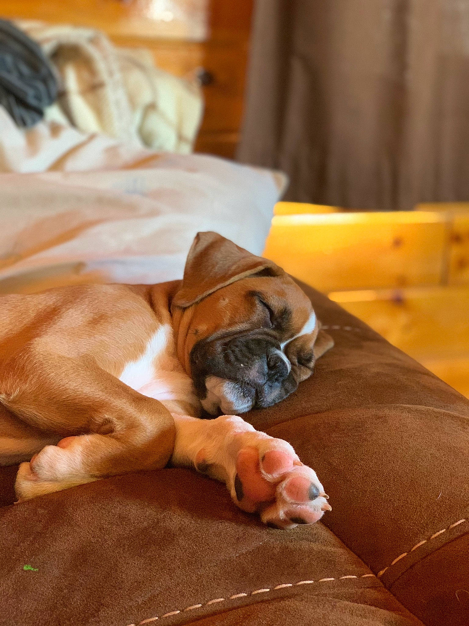 Bob is registered to the contest to win money with this photo: canidae, carnivore, comfort, companion_dog, dog, dog_breed, fawn, felidae, floor, flooring, hardwood, house, orange, snout, sporting_group, toy_dog, whiskers, wood, working_animal, wrinkle
