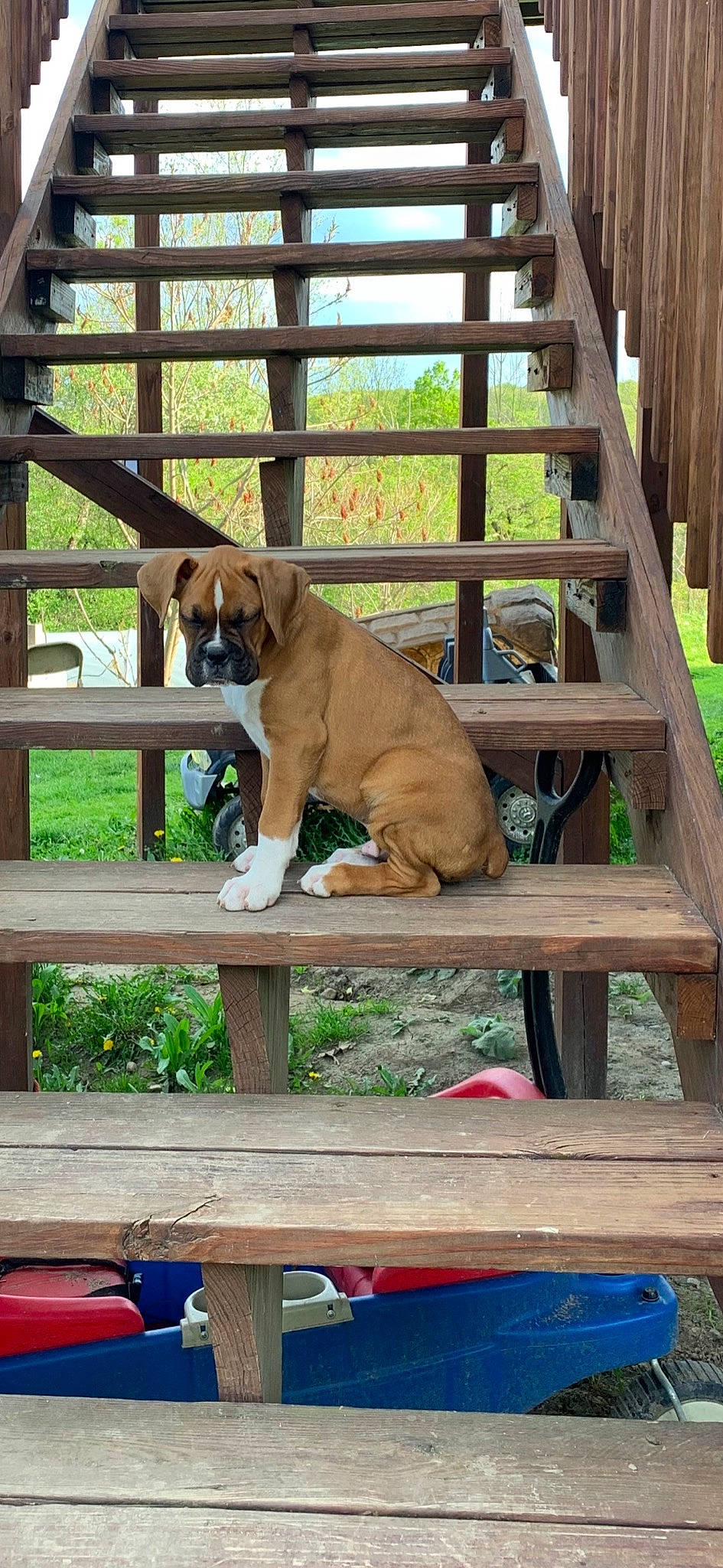Bob joined the competition — help win amazing prizes! blue, carnivore, cloud, companion_dog, dog, dog_breed, fawn, fence, handrail, hardwood, home_fencing, lumber, pet_supply, plant, porch, sporting_group, wildlife, wood, wood_stain, working_animal