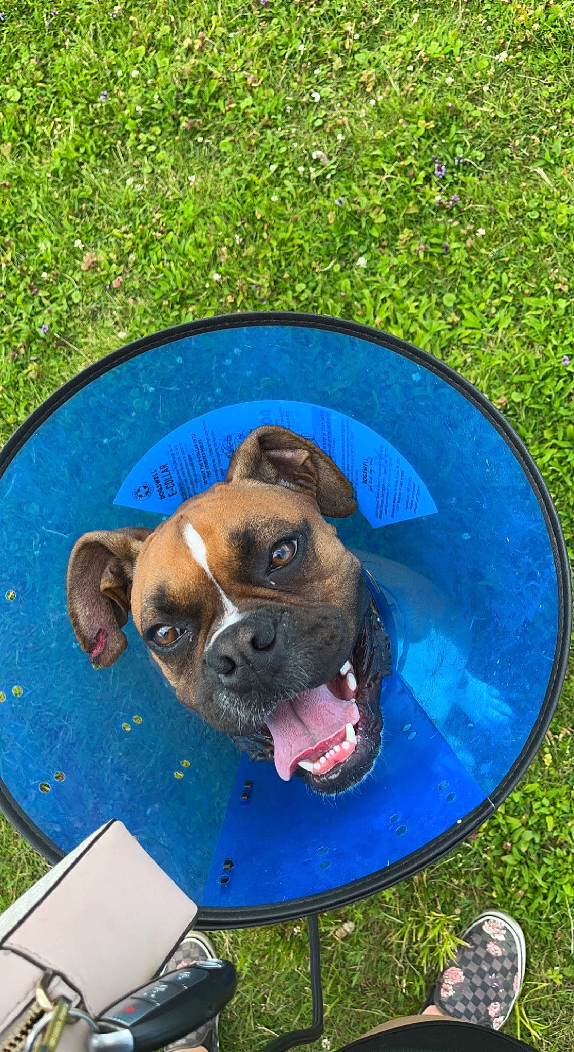 Bob joined the competition — help win amazing prizes! blue, canidae, carnivore, circle, collar, companion_dog, dog, dog_breed, electric_blue, fawn, grass, liver, pet_supply, plant, snout, sporting_group, sunglasses, terrestrial_animal, working_animal, wrinkle