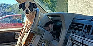 Panda is registered to the contest to win money with this photo: dog, steering_wheel, car_interior, person, legs, window, red_car, trees, blue_sky, dashboard, car_seat, sunlight, vehicle, pet, small_dog, black_and_white, curious, parked_car, human, daytime