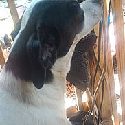 Panda joined the competition — help win amazing prizes! animal, black_and_white, chair, clutter, container, cords, dog, ear, floor, fur, furniture, household_items, indoors, natural_light, pet, plastic_bag, side_profile, sunlight, window, wooden_structure