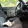 abandoned_car, animal, black_and_white, car_interior, chewing, dashboard, dog, door, greenery, inside, nature, pet, relaxed, rustic, seat, seat_cushion, small_dog, steering_wheel, vehicle, window