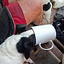 Panda is registered to the contest to win money with this photo: dog, mug, black_and_white, pet, animal, head_stuck, red_shorts, person, indoor, floor, footwear, curious, playful, domestic, companions, resting, canine, home, casual, funny