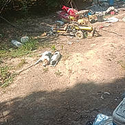 Panda joined the competition — help win amazing prizes! dog, outdoor, sunlight, dirt, trash, tree, grass, nature, canine, animal, messy, discarded, bottle, container, plastic, metal, rural, yard, equipment, shade