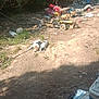 dog, outdoor, sunlight, dirt, trash, tree, grass, nature, canine, animal, messy, discarded, bottle, container, plastic, metal, rural, yard, equipment, shade