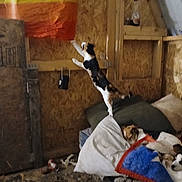 Snickers joined the competition — help win amazing prizes! animal, blankets, can, cat, cozy, cushions, dog, domestic, door, floor, furniture, indoor, pets, playful, rainbow_flag, relaxing, rustic, sleeping, wood, wooden_wall