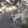 Star joined the competition — help win amazing prizes! dog, chain, tree, dirt, outdoor, pet, canine, animal, smiling, nature, sunlight, shadow, grass, leaf, ground, daylight, friendly, looking_up, muzzle, ears
