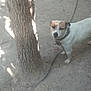 Star joined the competition — help win amazing prizes! dog, tree, chain, outdoor, dirt, leaf, collar, pet, animal, canine, nature, shade, sunlight, ground, bark, quiet, daytime, alone, looking, small_dog