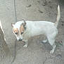 dog, white, brown_patches, chain, tree, dirt_ground, outdoor, pet, animal, canine, leash, standing, looking_down, daylight, fence, yard, background, nature, quiet, domestic