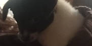 Fat Albert joined the competition — help win amazing prizes! puppy, dog, black, white, blurry, indoor, window, light, shadow, pet, animal, cute, young, fur, small, resting, blur, soft, dark, background