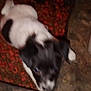 Fat Albert is registered to the contest to win money with this photo: puppy, dog, food, kibble, black_and_white, pet, animal, lying_down, floor, indoor, blurry, small_dog, canine, background, legs, bed, close_up, domestic_animal, fur, mammal