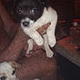 Fat Albert is registered to the contest to win money with this photo: puppy, dog, black_and_white, white, spots, cute, indoor, hand, holding, resting, animal, pet, furry, small, young, face, ears, nose, legs, cluttered_background