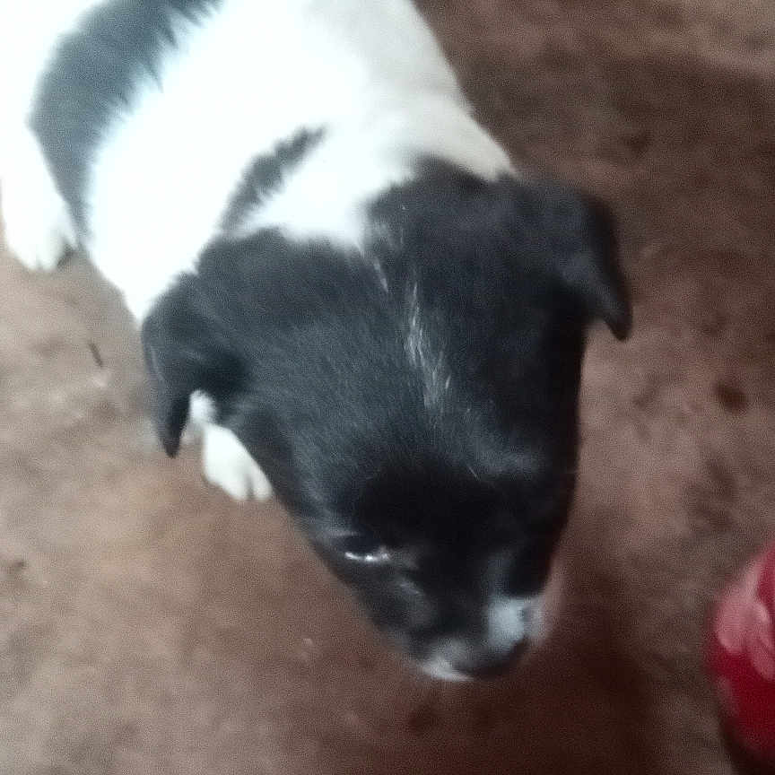 Fat Albert is registered to the contest to win money with this photo: animal, black_and_white, blurry, brown_floor, canine, companion, cute, dog, domestic_animal, floor, fur, indoor, looking_down, mammal, out_of_focus, pet, puppy, small, standing, young_dog