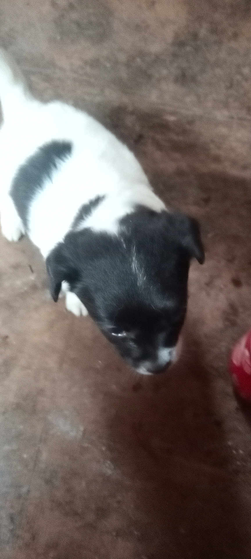 Fat Albert is registered to the contest to win money with this photo: puppy, dog, black_and_white, pet, animal, floor, indoor, young_dog, canine, standing, looking_down, blurry, out_of_focus, fur, cute, small, mammal, companion, domestic_animal, brown_floor