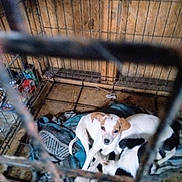 Snowflake is registered to the contest to win money with this photo: dog, puppy, crate, cage, blanket, wire, bars, indoor, tile_floor, wooden_wall, white_dog, spotted_dog, sleeping, resting, pet, animal, bedding, closeup, blurred_foreground, curious