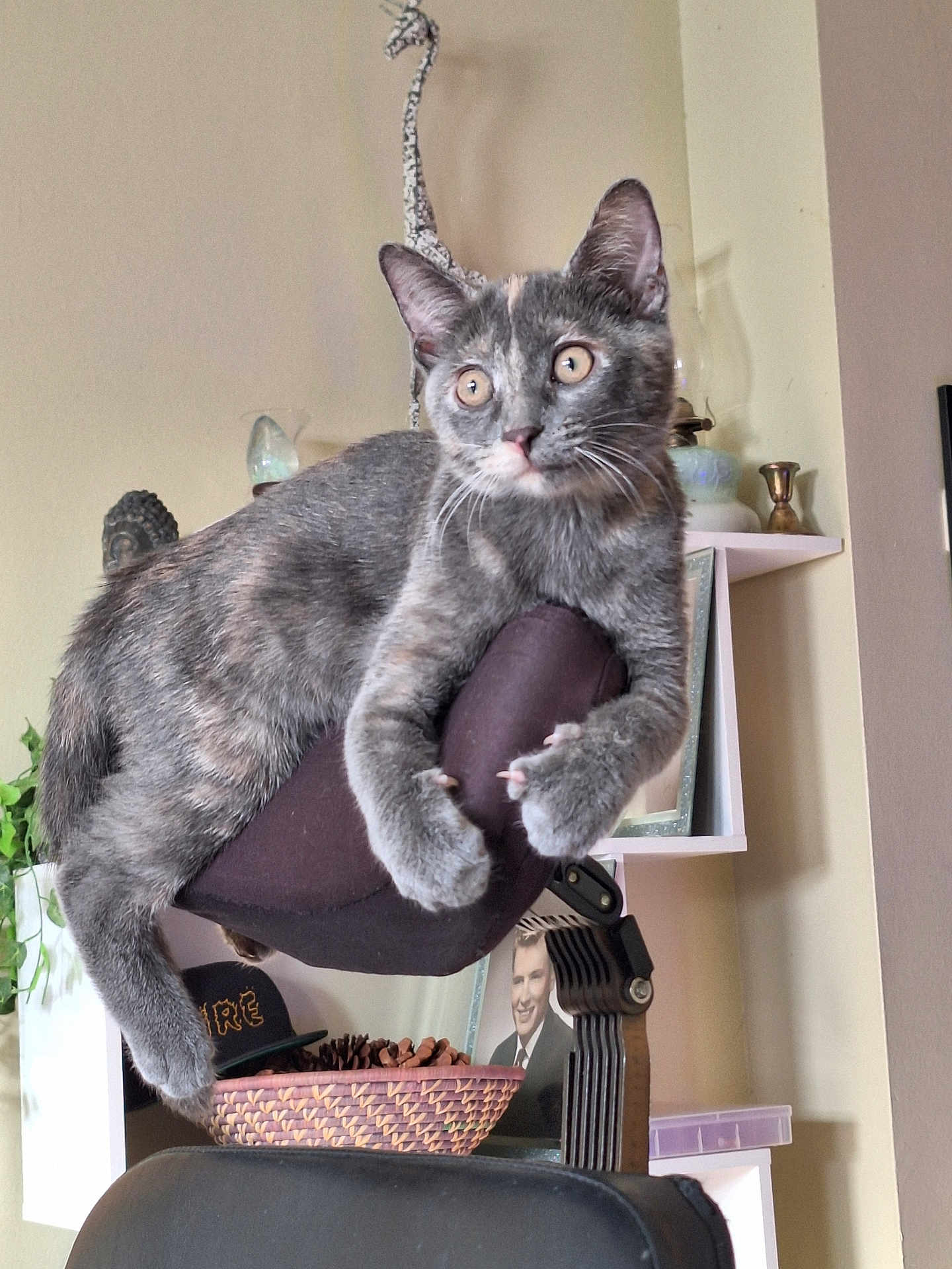 Kali