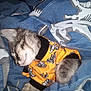 Tuff is registered to the contest to win money with this photo: bed, bedding, blanket, blue, cat, closeup, cozy, cute, domestic_animal, ear, fur, kitten, nap, orange_shirt, pajamas, patterned_fabric, pet, resting, sleeping, whiskers