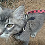 Tuff is registered to the contest to win money with this photo: blurred, cat, close_up, collar, curious, dirt_ground, ears, green_eyes, grey_fur, harness, kitten, leash, motion_blur, outdoor, paws, pet, red_checkered_leash, walking, whiskers, young_cat