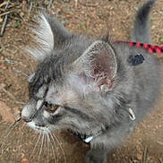 Tuff joined the competition — help win amazing prizes! cat, close_up, curious, domestic_animal, ear, eye, fur, gray_cat, ground, harness, kitten, leash, muzzle, nature, outdoor, pet, portrait, soil, tabby, whiskers