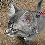 cat, close_up, curious, domestic_animal, ear, eye, fur, gray_cat, ground, harness, kitten, leash, muzzle, nature, outdoor, pet, portrait, soil, tabby, whiskers