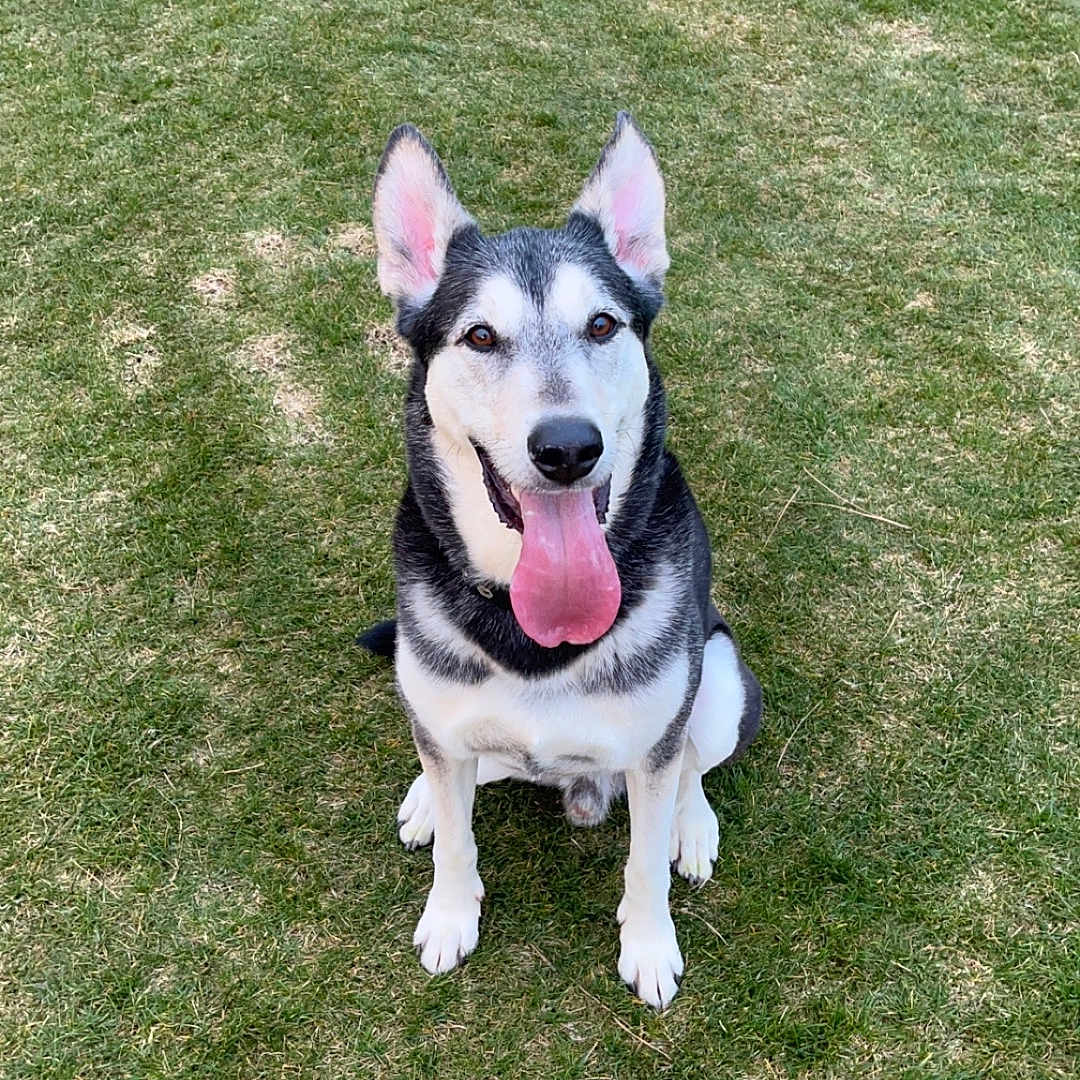 Koda joined the competition — help win amazing prizes! animal, ball, bodypart, canine, dog, football, grass, husky, lawn, nature, outdoors, park, pet, plant, puppy, soccer, soccerball, sport, tennis, tennisball