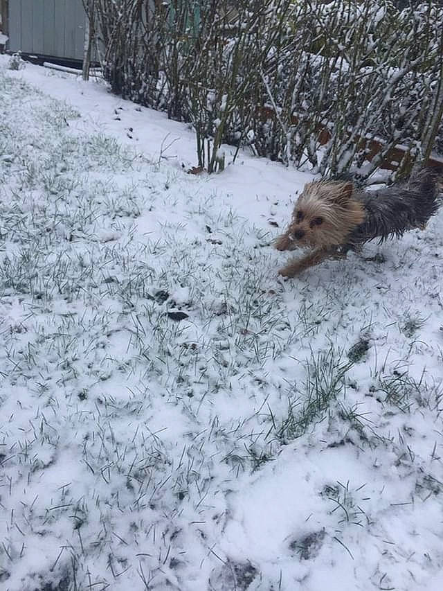 Olly participe au concours pour gagner de l'argent avec cette photo : canis, carnivore, dog, dog_breed, event, fawn, freezing, frost, fur, geological_phenomenon, grass, plant, snow, soil, sporting_group, tail, twig, wildlife, winter, wood