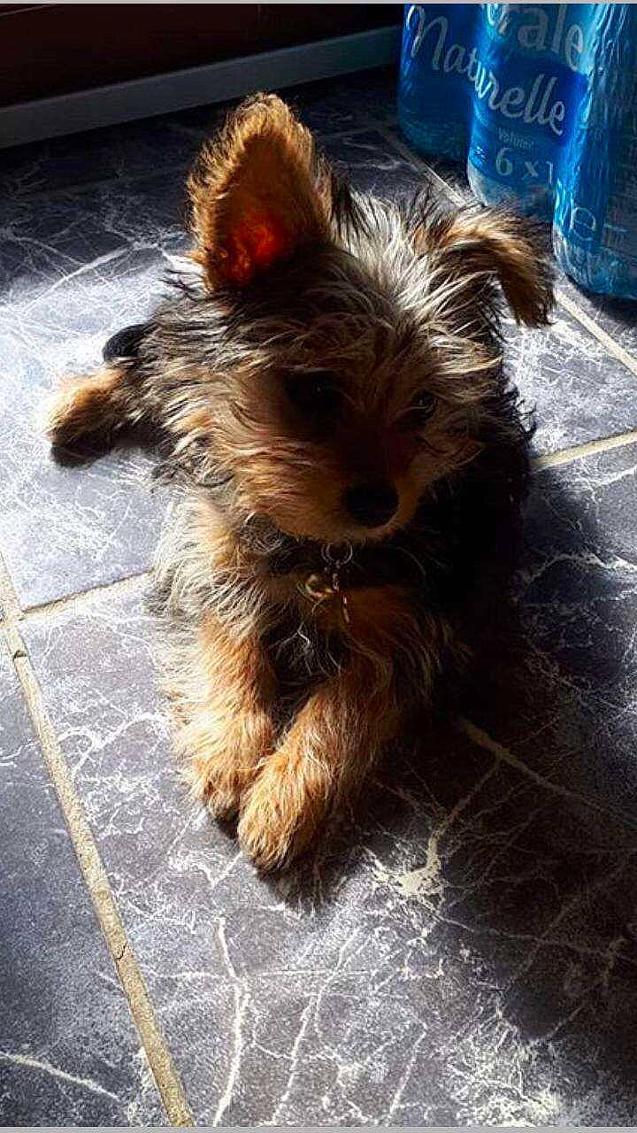Olly a rejoint le concours — aidez-le/la à gagner de superbes lots ! australian_terrier, canidae, carnivore, companion_dog, dog, dog_breed, dog_supply, fawn, flooring, fur, liver, small_terrier, snout, sporting_group, terrier, toy_dog, water_dog, working_animal, yorkipoo, yorkshire_terrier