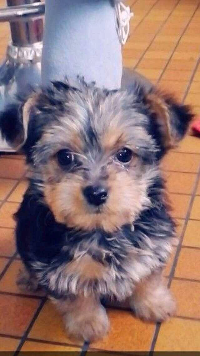 Olly a rejoint le concours — aidez-le/la à gagner de superbes lots ! biewer_terrier, canidae, carnivore, companion_dog, dog, dog_breed, flooring, fur, hardwood, maltepoo, puppy, puppy_love, small_terrier, snout, sporting_group, terrestrial_animal, terrier, toy_dog, working_animal, yorkipoo