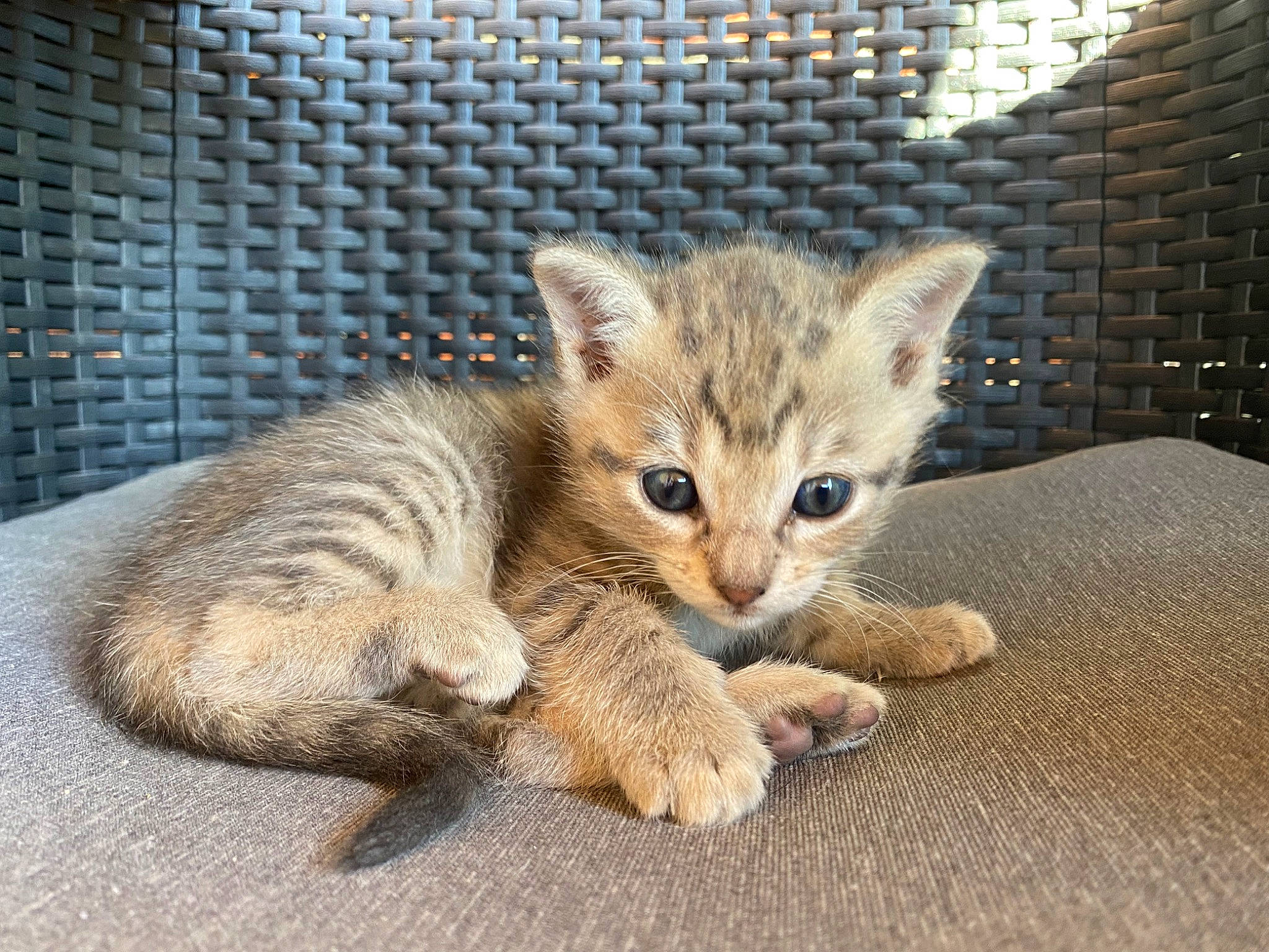 Nala participe au concours pour gagner de l'argent avec cette photo : carnivore, cat, claw, comfort, domestic_short_haired_cat, eye, fawn, felidae, fur, paw, pet_supply, sitting, small_to_medium_sized_cats, snout, tail, terrestrial_animal, whiskers, wildlife