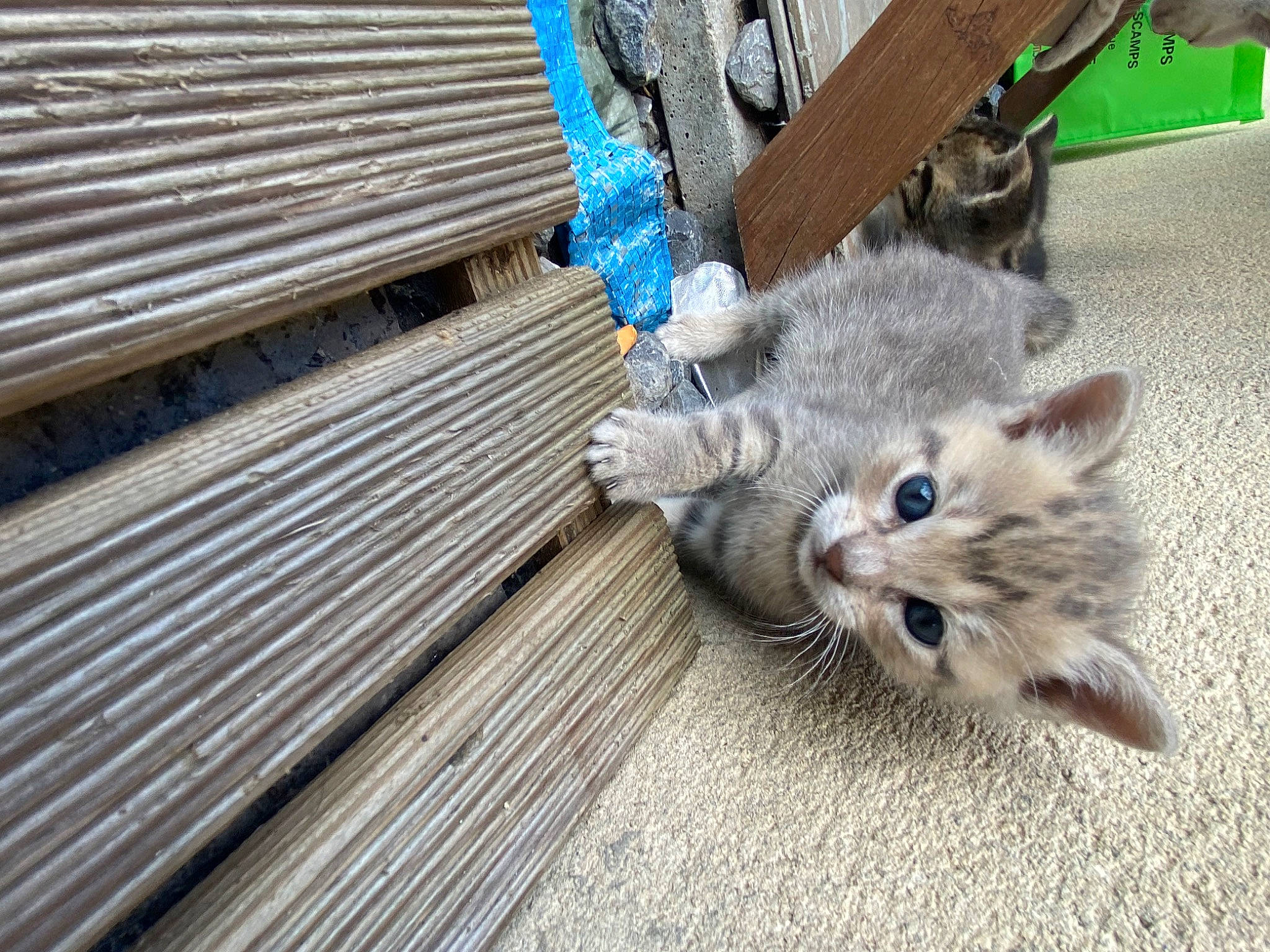 Nala participe au concours pour gagner de l'argent avec cette photo : carnivore, cat, claw, comfort, domestic_short_haired_cat, electric_blue, fawn, felidae, flooring, foot, fur, grey, hardwood, paw, small_to_medium_sized_cats, snout, tail, terrestrial_animal, whiskers, wood