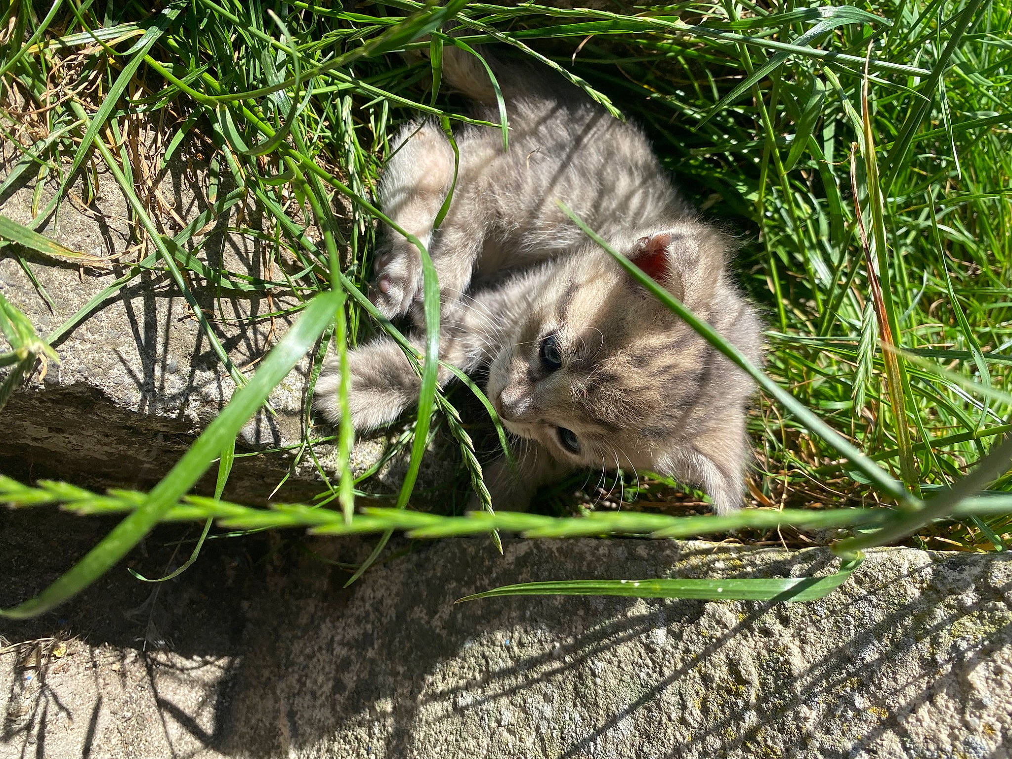 Nala a rejoint le concours — aidez-le/la à gagner de superbes lots ! carnivore, fawn, felidae, grass, grass_family, groundcover, hare, indian_rhinoceros, marsupial, plant, rabbit, rabbits_and_hares, rodent, small_to_medium_sized_cats, snout, sporting_group, terrestrial_animal, twig, whiskers, wombat